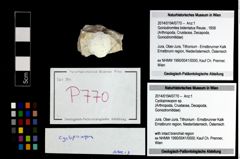 Foto (Objekt + Etikett) von Cycloprosopon sp.  (NHMW-GEO-2014-0194-0770)